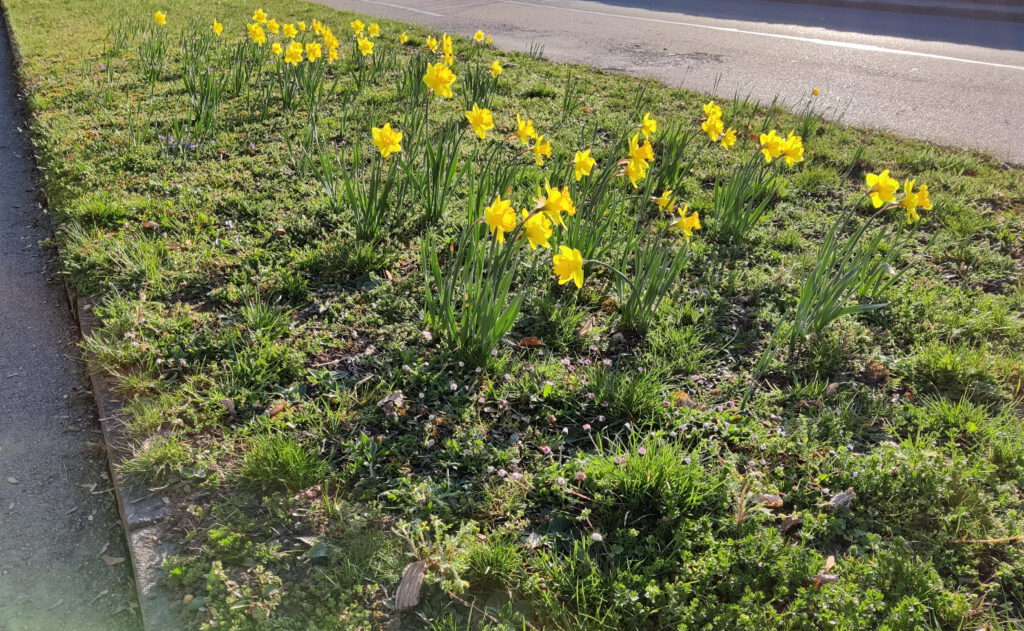 Blüten für den Frühling