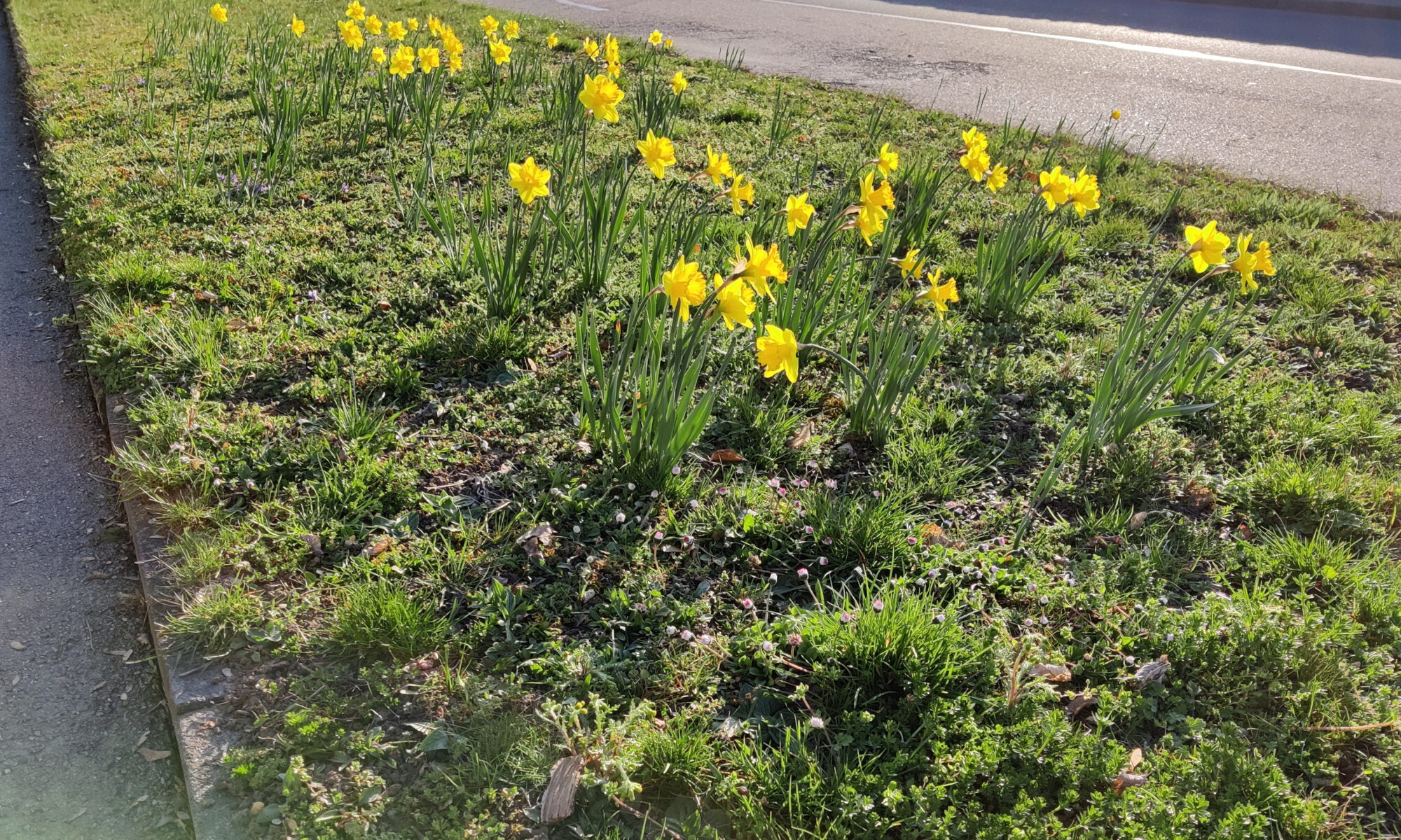 Blüten für den Frühling